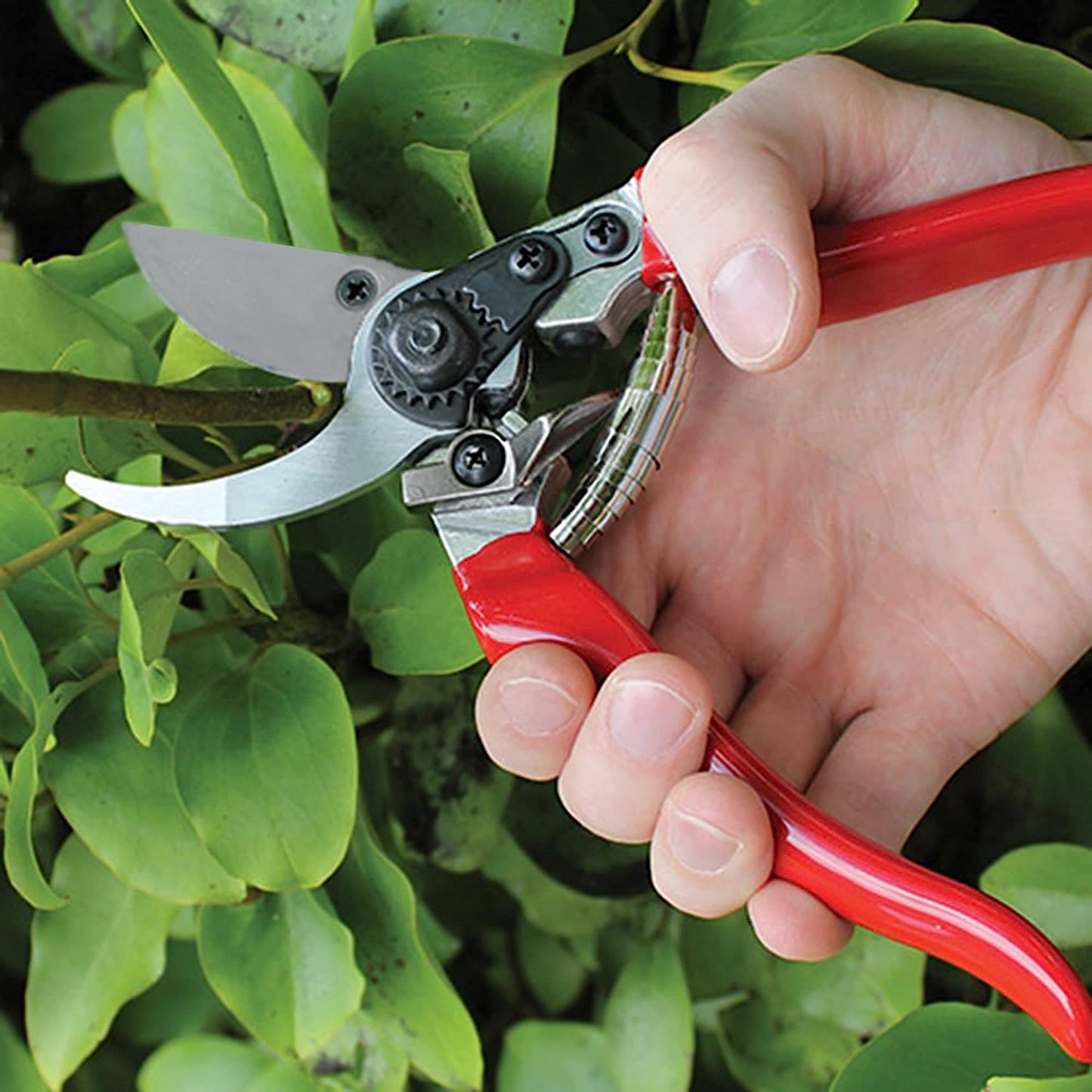 Pruning shears for gardening